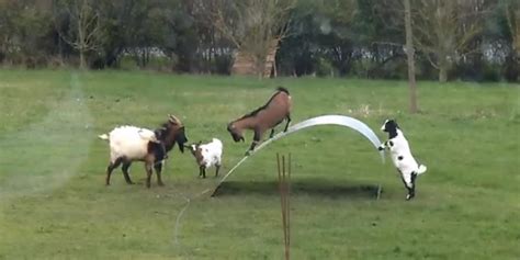 WATCH: This Video Of Goats PIaying On A Metal 